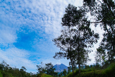 Low angle view of trees against sky