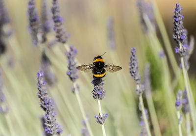 Close-up of bee pollinating on lavender