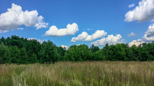 Trees on field against sky