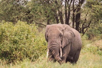 Elephant standing on field