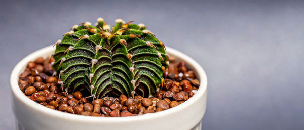 Close-up of potted plant on table