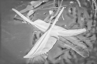 Close-up of insect on water