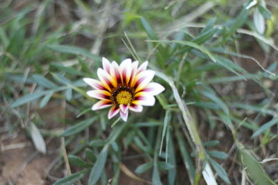 High angle view of flower on field