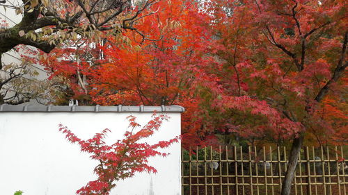 Autumn tree by red flowers