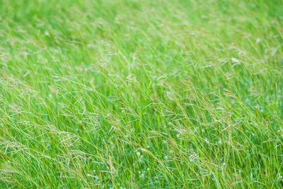 Full frame shot of corn field
