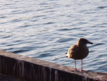Bird perching in water