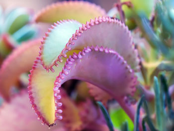 Close-up of purple flowering plant