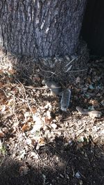 View of squirrel on tree trunk