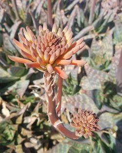 Close-up of cactus flower blooming outdoors