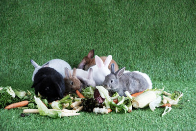 High angle view of dogs eating grass