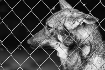 Close-up of cat in cage at zoo