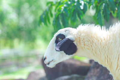 Sheep standing at the farm