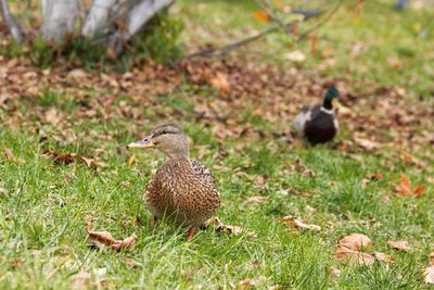 Ducks on a field