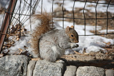 Close-up of squirrel