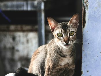 Portrait of cat sitting by wall