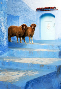 Sheep standing on blue steps