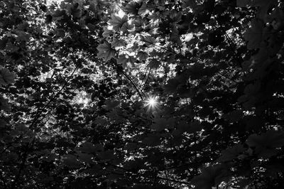Low angle view of sunlight streaming through tree