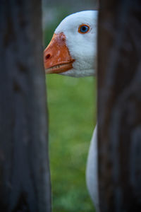 Close-up of a bird