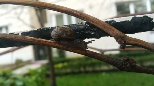 Close-up of lizard on branch