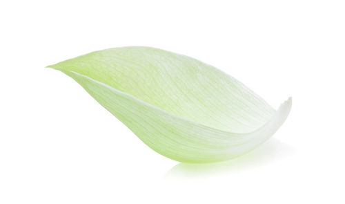 Close-up of leaf over white background