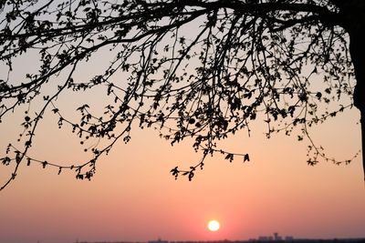 Low angle view of silhouette tree against sky during sunset