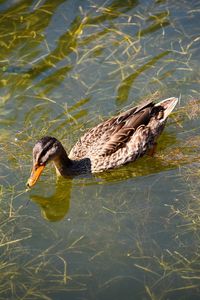 High angle view of mallard duck swimming in lake