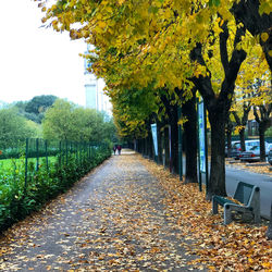 Autumn leaves on footpath in park