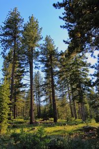 Trees in forest against sky