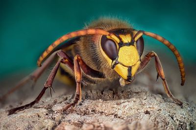 Close-up of bee