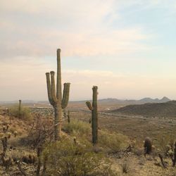 Cactus growing on landscape against clouds