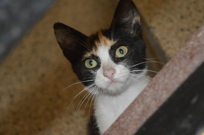 Close-up portrait of a cat