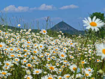 Close-up of flowering plants on field