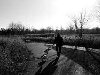 Rear view of man walking with dogs on footpath