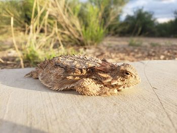 Close-up of a lizard on wood