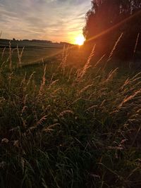 Scenic view of field against sky at sunset