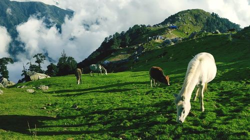 Horses grazing in a field