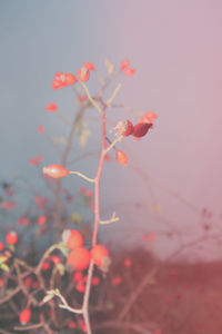 Close-up of red flowers blooming against clear sky