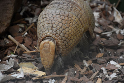 Segmented armadillo rooting through wood chips for a snack.