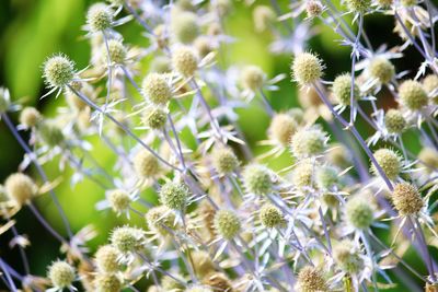 Flowers blooming on plant against bright sun