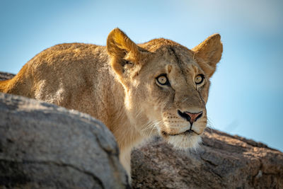 Big cat on rock against sky