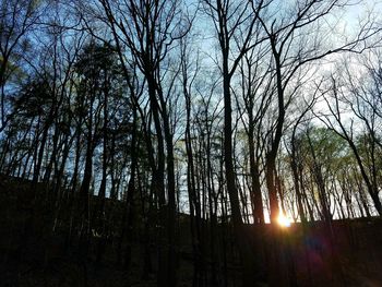 Low angle view of trees against sky