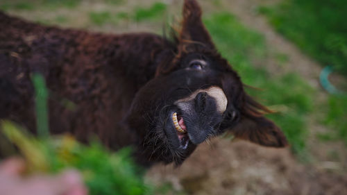 Close-up of an animal