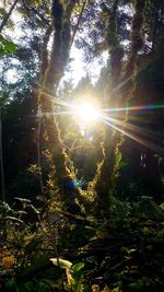 Trees in forest against sky