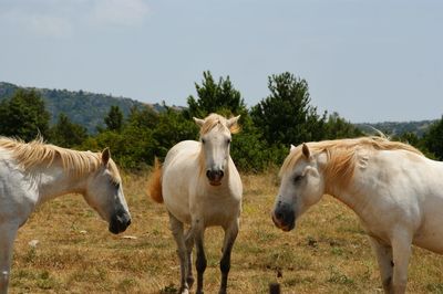 Horses on field against clear sky