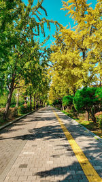 Empty road along trees