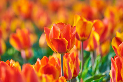 Close-up of orange tulips