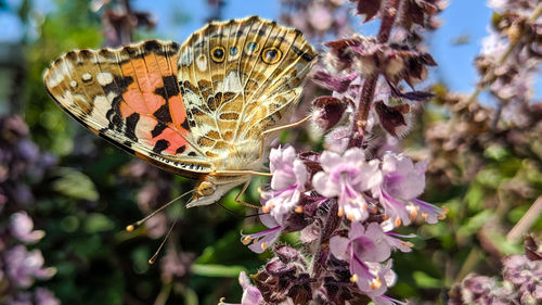 Close-up of butterfly on purple flower