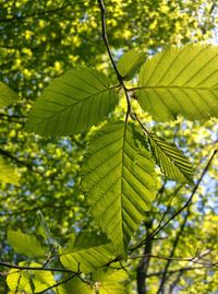 Close-up of leaves on tree