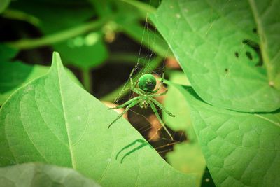 Close-up of spider on leaf