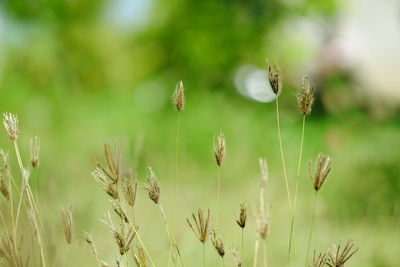 Close-up of fresh flowers on field